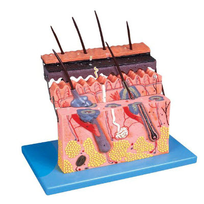 皮膚層次切面放大模型 YJ/ZZ1001